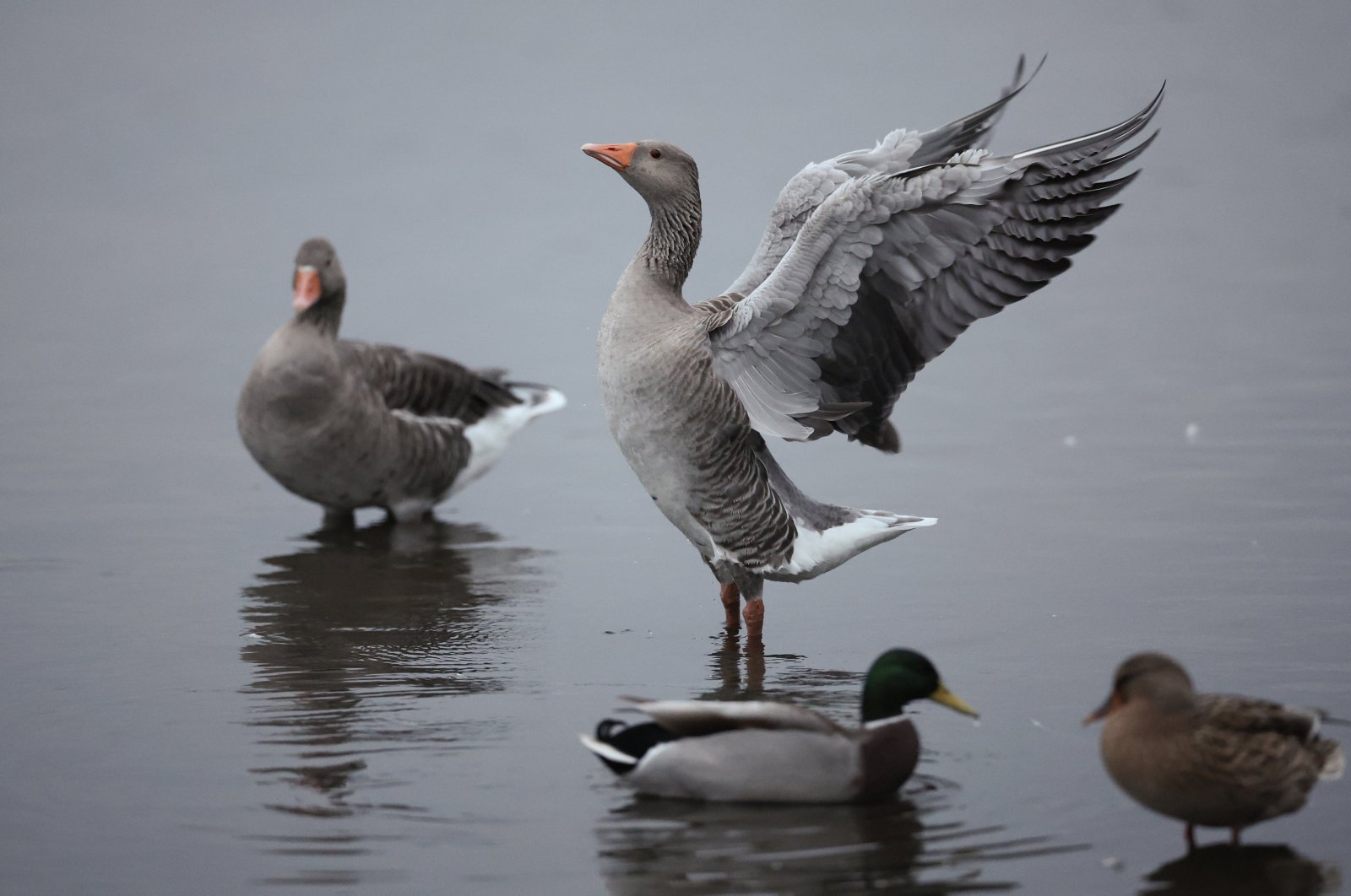 A pink-footed goose spreads its wings as thousands come to roost at Martin Mere Wetland Centre, Buscough, U.K., Oct. 16, 2024. (EPA Photo)