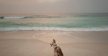 A Siberian husky looks for scraps of food at the beach of Nouakchott, Mauritania, Oct. 8, 2024. (AFP Photo)
