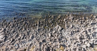 Microbialites emerge along the shores of Van Lake as water levels decline in Bitlis, Türkiye, Oct. 22, 2024. (DHA Photo) 