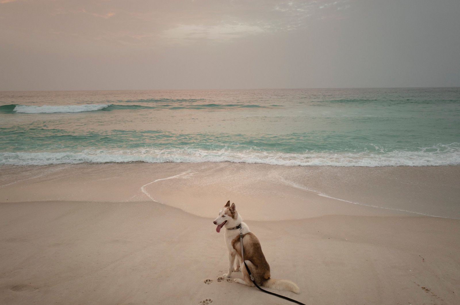 A Siberian husky looks for scraps of food at the beach of Nouakchott, Mauritania, Oct. 8, 2024. (AFP Photo)