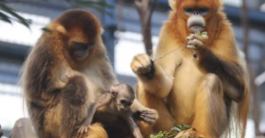 Sichuan&#039;s Golden Snub-nosed monkeys, Qi Qi and Le Le with her baby, at Ocean Park in Hong Kong, China, May 20, 2017. (Getty Images)