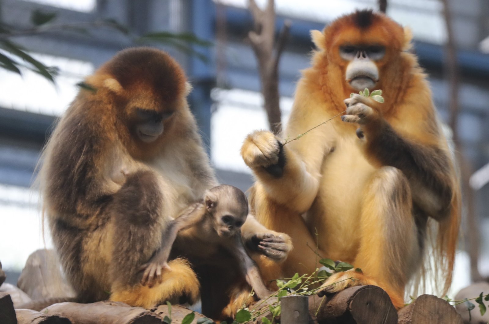 Sichuan&#039;s Golden Snub-nosed monkeys, Qi Qi and Le Le with her baby, at Ocean Park in Hong Kong, China, May 20, 2017. (Getty Images)