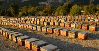 Ernez beekeepers nurture their honey hives for premium honey production, Antalya, Türkiye, Oct. 23, 2024. (DHA Photo)