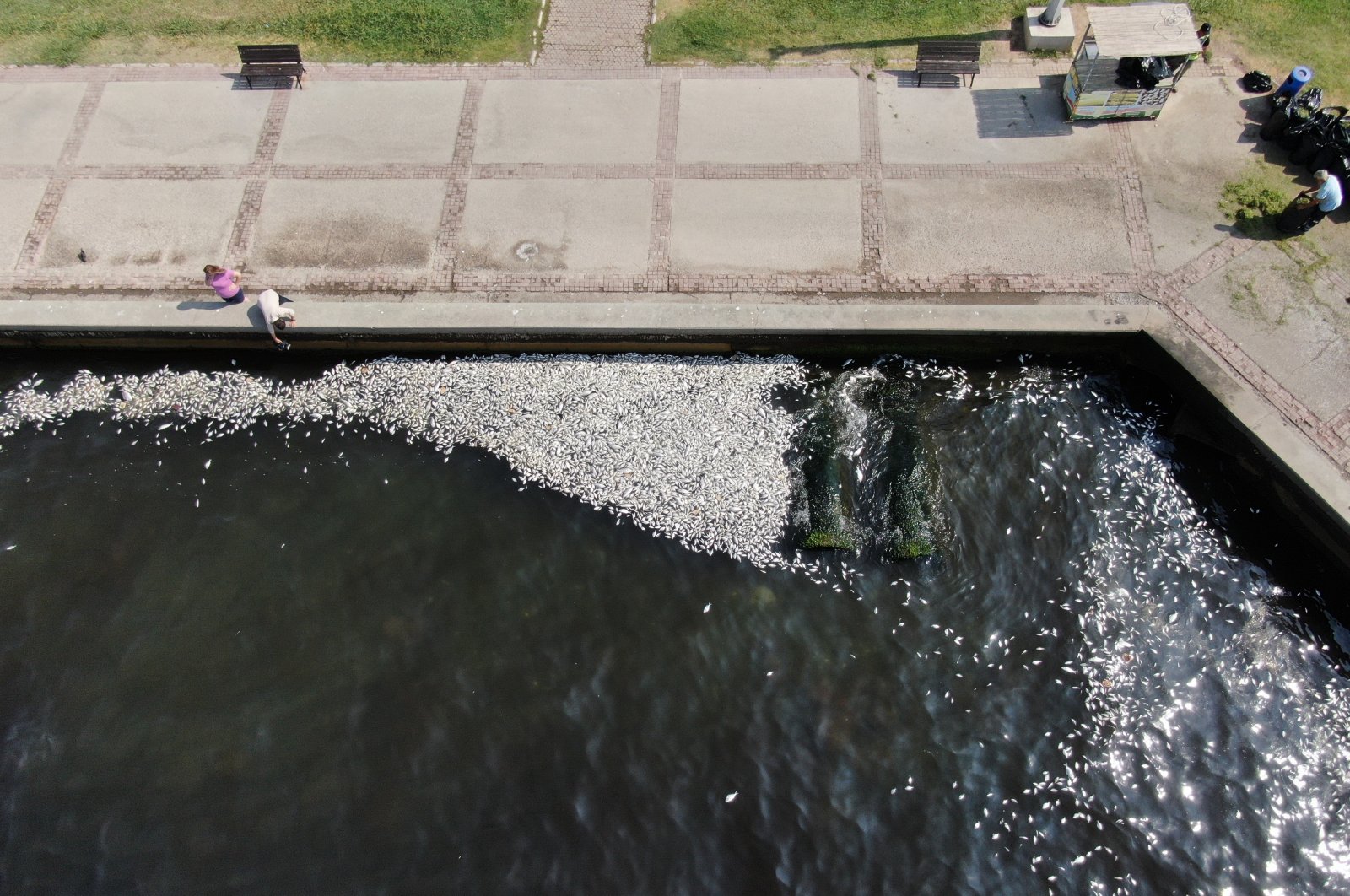 Aerial footage shows dozens of dead fish along the shores of Izmir Bay, Türkiye, Oct. 24, 2024. (IHA Photo)