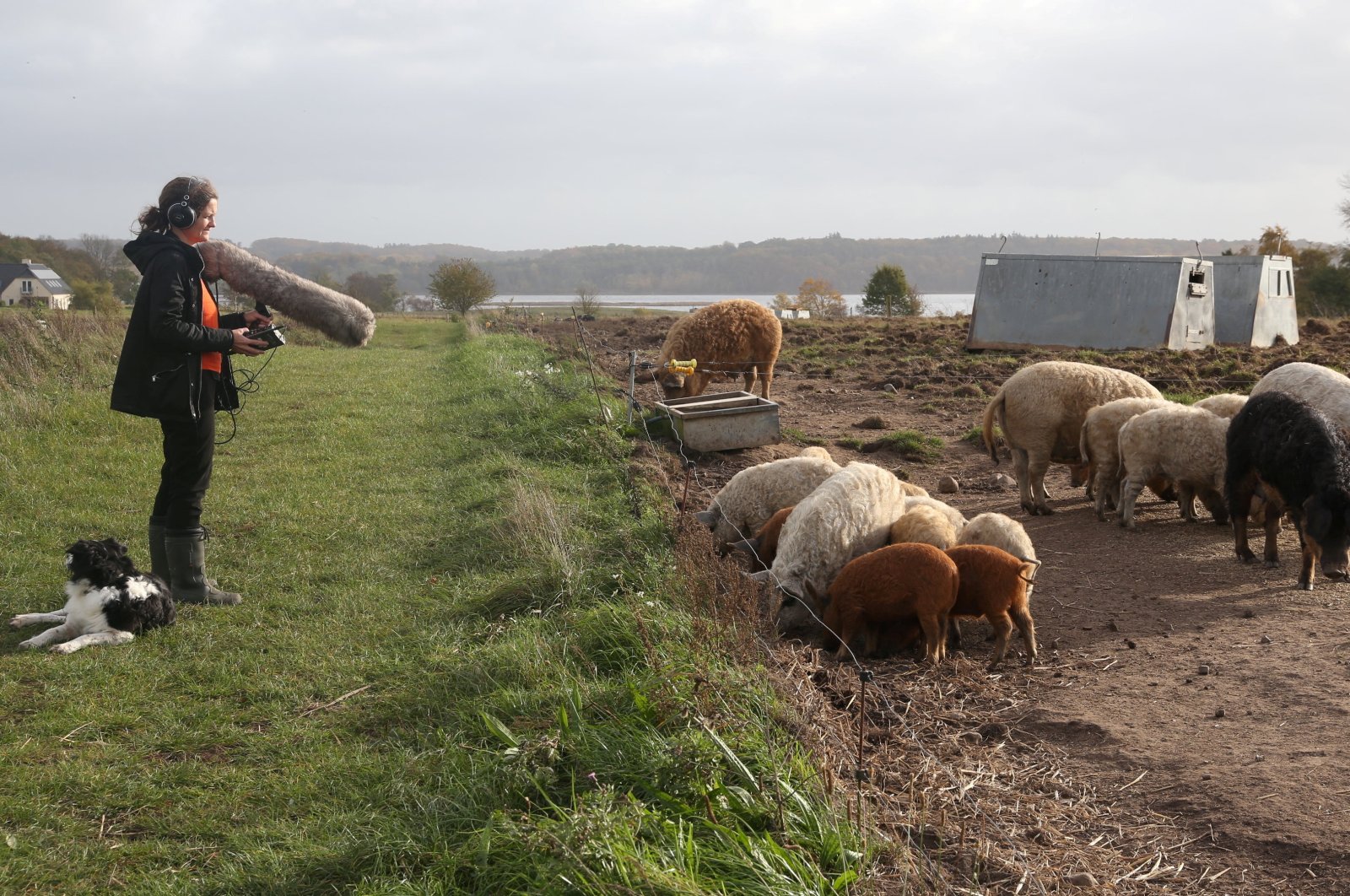 Elodie Mandel-Briefer, a behavioral biologist at the University of Copenhagen, demonstrates how she records pigs&#039; calls on a farm to analyze later, Vipperod, Denmark, Oct. 21, 2024. (Reuters Photo)