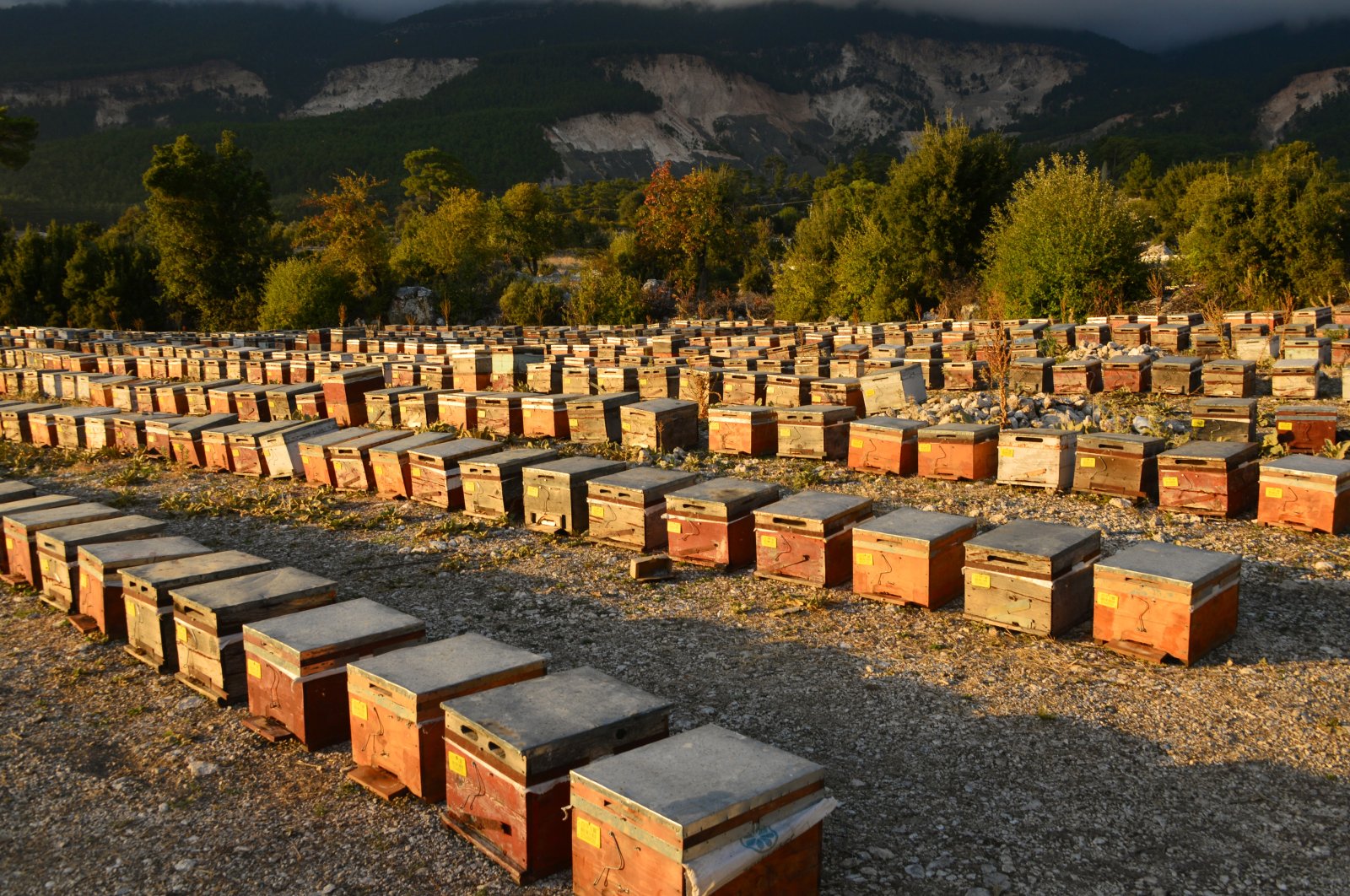 Ernez beekeepers nurture their honey hives for premium honey production, Antalya, Türkiye, Oct. 23, 2024. (DHA Photo)