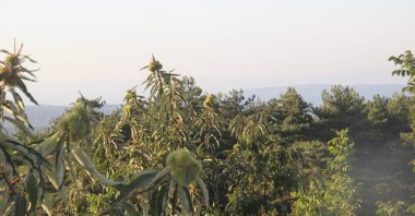 Chestnut trees in the natural forests of Çanakkale, Türkiye, Oct. 28, 2024. (IHA Photo) 