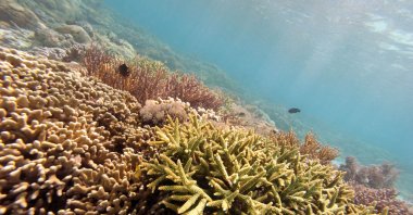A colorful variety of coral growing at Pink Beach off Komodo island, in the marine ecosystem of Komodo National Park, East Nusa Tenggara Province, Indonesia, Dec. 2, 2010. (AFP File Photo)