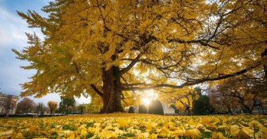 A Gingko biloba tree on a central square in Strasbourg, eastern France, Nov. 25, 2022. (AFP File Photo)