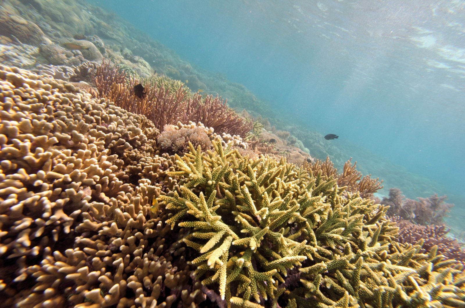 A colorful variety of coral growing at Pink Beach off Komodo island, in the marine ecosystem of Komodo National Park, East Nusa Tenggara Province, Indonesia, Dec. 2, 2010. (AFP File Photo)