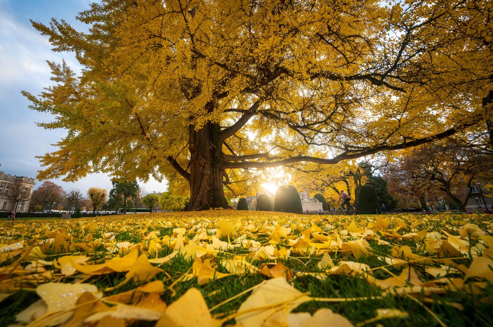 A Gingko biloba tree on a central square in Strasbourg, eastern France, Nov. 25, 2022. (AFP File Photo)