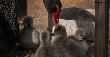 A black swan takes care of her new-born cygnets at Kuğulu Park (Swan Park), in the capital Ankara, Türkiye, Oct. 29, 2024. (AA Photo)
