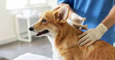 Turkish professor Nazmiye Altıntaş urges pet owners to ensure their dogs receive regular parasite vaccinations to combat &quot;cystic echinococcosis,&quot; a silent parasitic disease that can spread from dogs to humans. (Shutterstock Photo)
