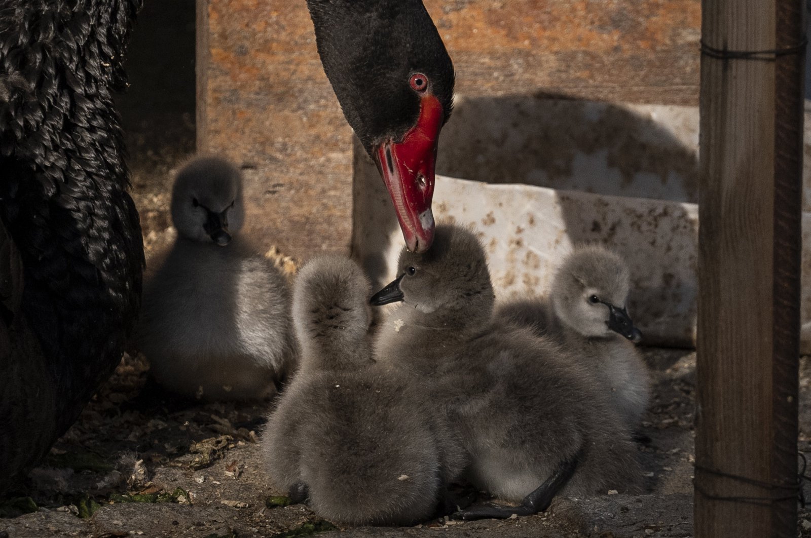 A black swan takes care of her new-born cygnets at Kuğulu Park (Swan Park), in the capital Ankara, Türkiye, Oct. 29, 2024. (AA Photo)