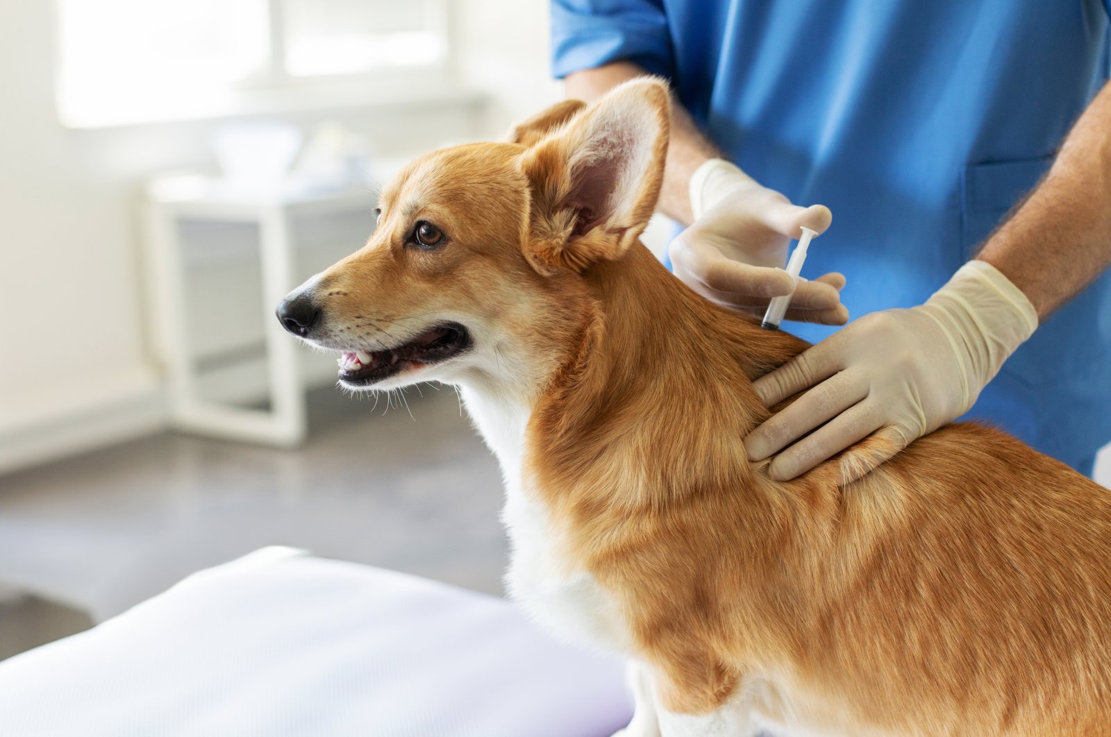 Turkish professor Nazmiye Altıntaş urges pet owners to ensure their dogs receive regular parasite vaccinations to combat &quot;cystic echinococcosis,&quot; a silent parasitic disease that can spread from dogs to humans. (Shutterstock Photo)