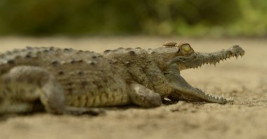 An Orinoco crocodile is pictured at a research station in Wisirare Park in Orocue, Colombia, Oct. 1, 2014. (Reuters Photo)