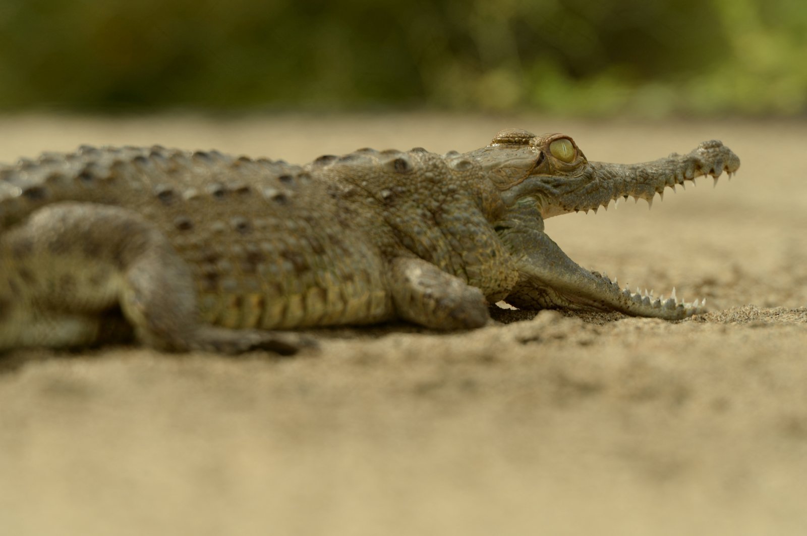 An Orinoco crocodile is pictured at a research station in Wisirare Park in Orocue, Colombia, Oct. 1, 2014. (Reuters Photo)