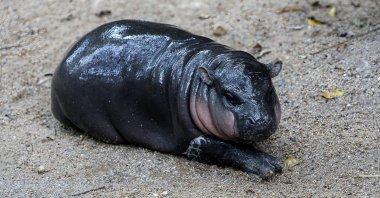 A female dwarf hippopotamus named "Moo Deng" lies on the ground at Chonburi, Thailand, Sept. 8, 2024. (Getty Images)
