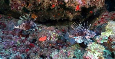 Global warming leads to the emergence of new fish species in Izmir, Türkiye (DHA Photo)