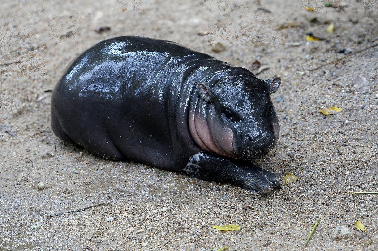 A female dwarf hippopotamus named &quot;Moo Deng&quot; lies on the ground at Chonburi, Thailand, Sept. 8, 2024. (Getty Images)