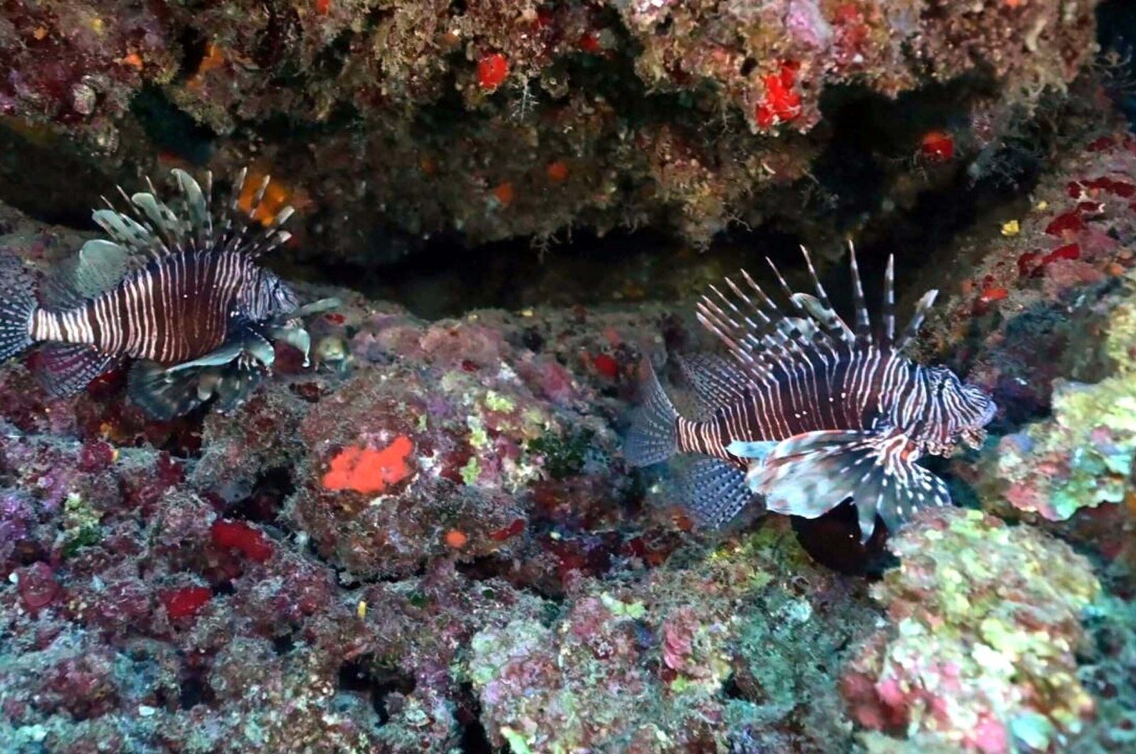 Global warming leads to the emergence of new fish species in Izmir, Türkiye (DHA Photo)