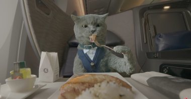 A still shot from the Turkish Airlines video clip &quot;Flying with Your Pet.&quot;