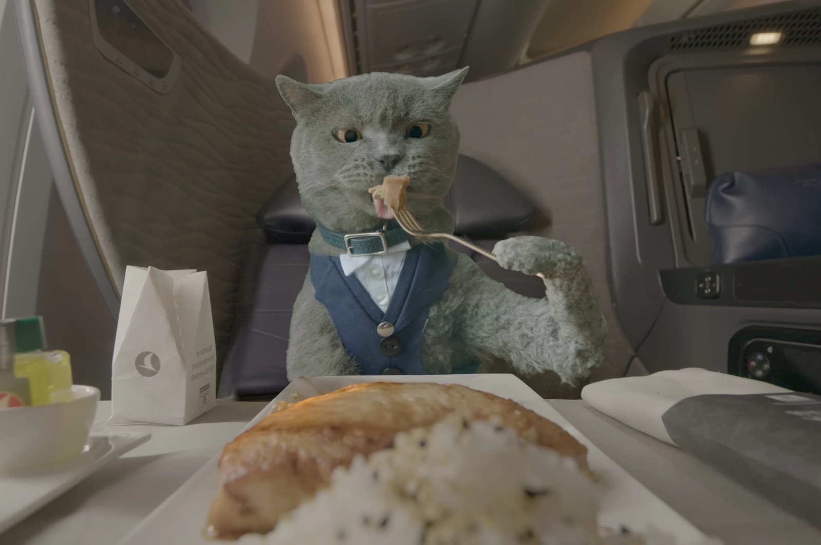 A still shot from the Turkish Airlines video clip &quot;Flying with Your Pet.&quot;