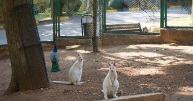 Kangaroos at Gaziantep Wildlife Park, where 1,100 offspring have been born this year, Gaziantep, Türkiye, Nov. 11, 2024. (AA Photo) 