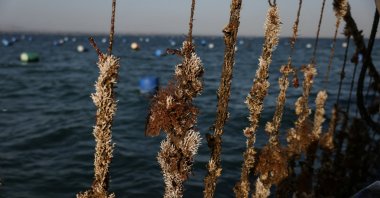 Longlines with mussels hang outside the boat at a mussel farm in the Thermaic Gulf, near Thessaloniki, Greece, Oct. 29, 2024. (Reuters Photo)