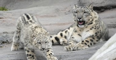 Five-month-old snow leopard Minu and mother Jita explore their outdoor habitat at the Toronto Zoo, Toronto, Canada, Oct. 25, 2024. (AP Photo)