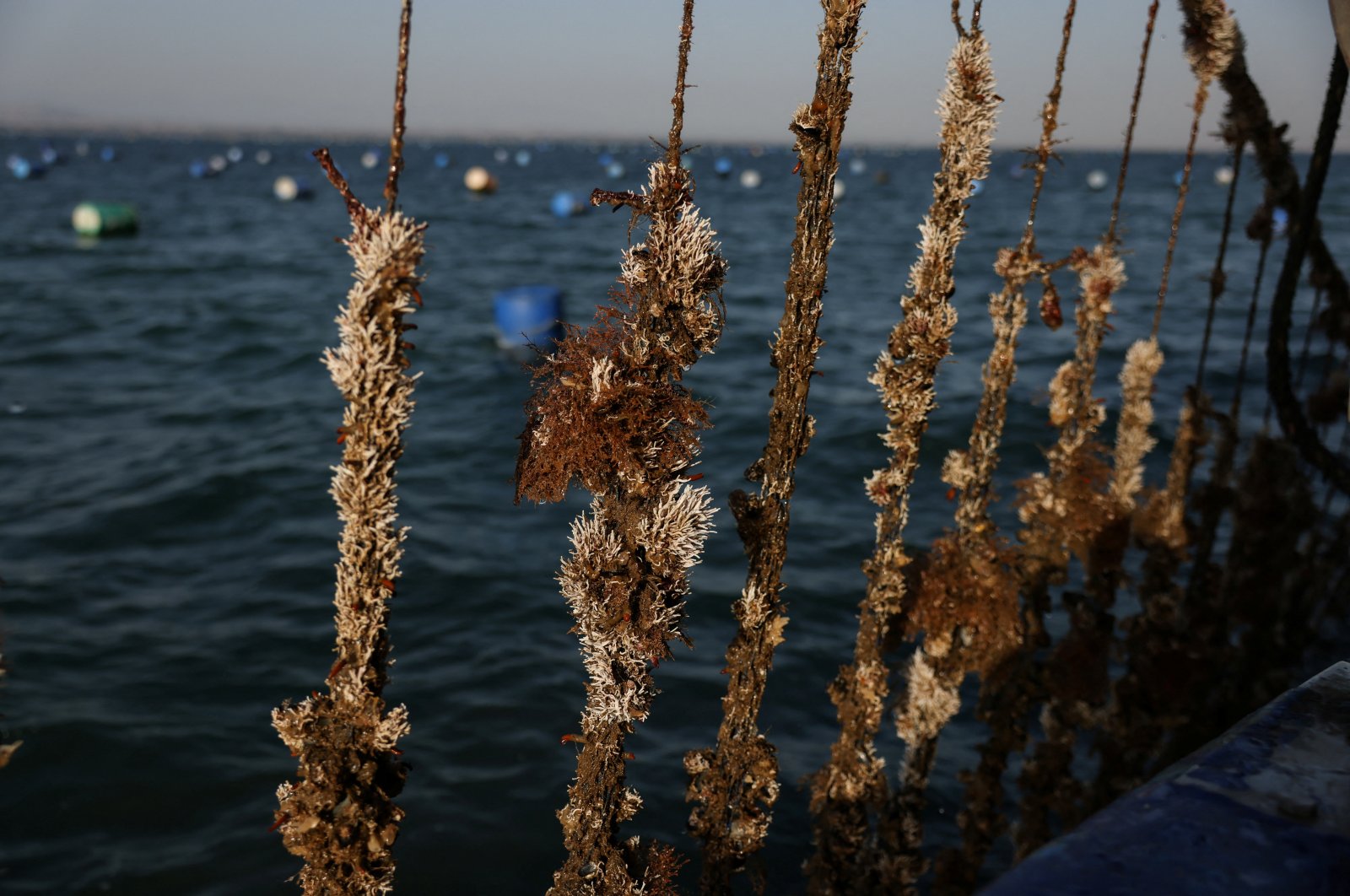 Longlines with mussels hang outside the boat at a mussel farm in the Thermaic Gulf, near Thessaloniki, Greece, Oct. 29, 2024. (Reuters Photo)