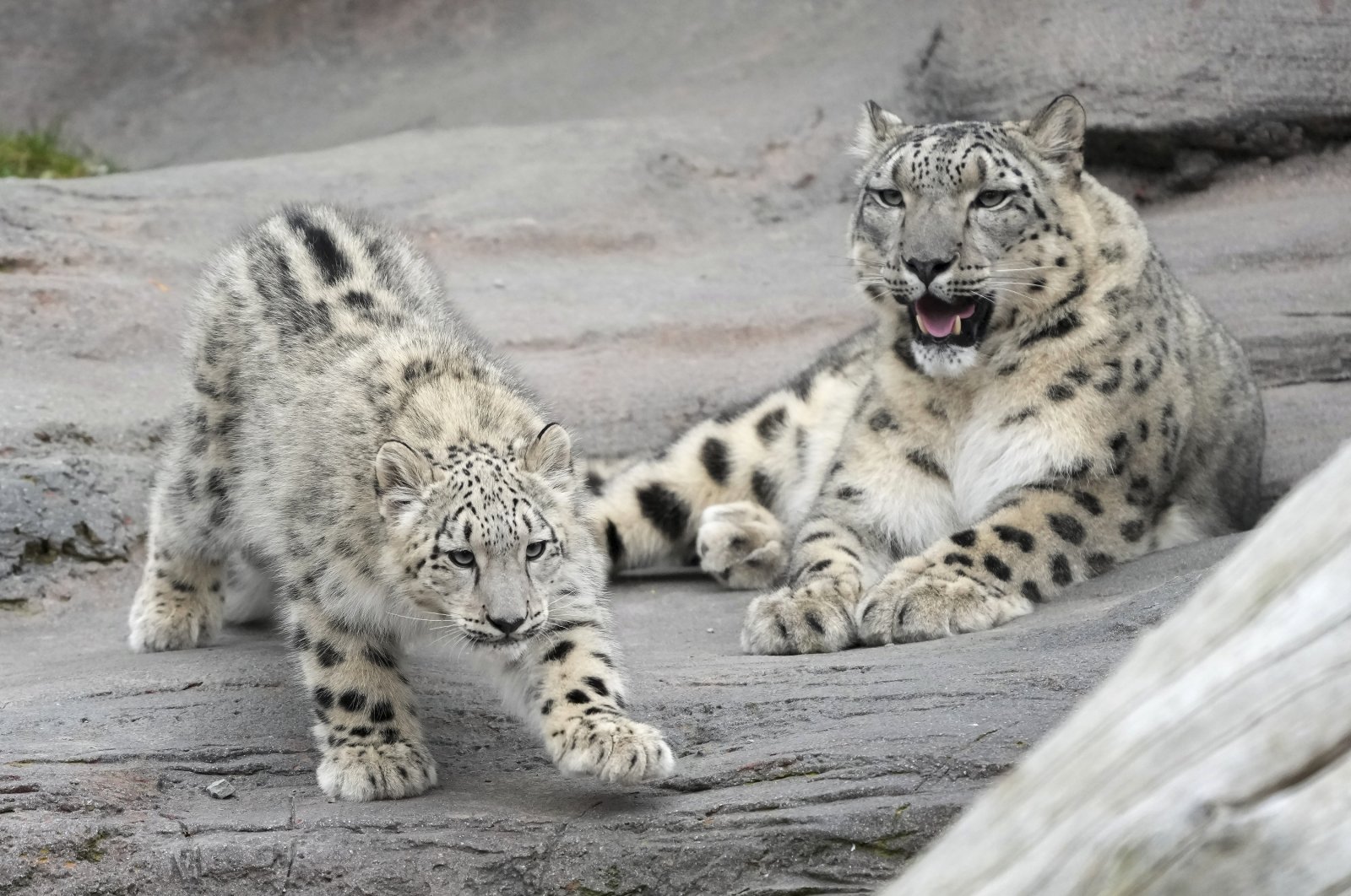 Five-month-old snow leopard Minu and mother Jita explore their outdoor habitat at the Toronto Zoo, Toronto, Canada, Oct. 25, 2024. (AP Photo)