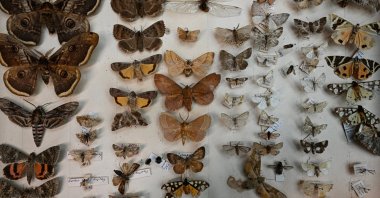 Butterfly specimens from Istanbul University’s zoology collection, showcasing 100 years of species in Istanbul, Türkiye, Oct. 31, 2024. (AA Photo)
