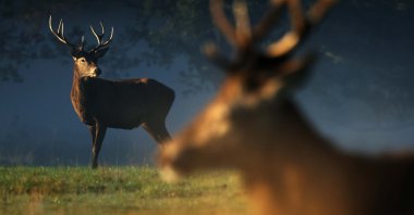 Stags in the morning mist in Richmond Park, London, U.K., Oct. 24, 2024. (EPA Photo)