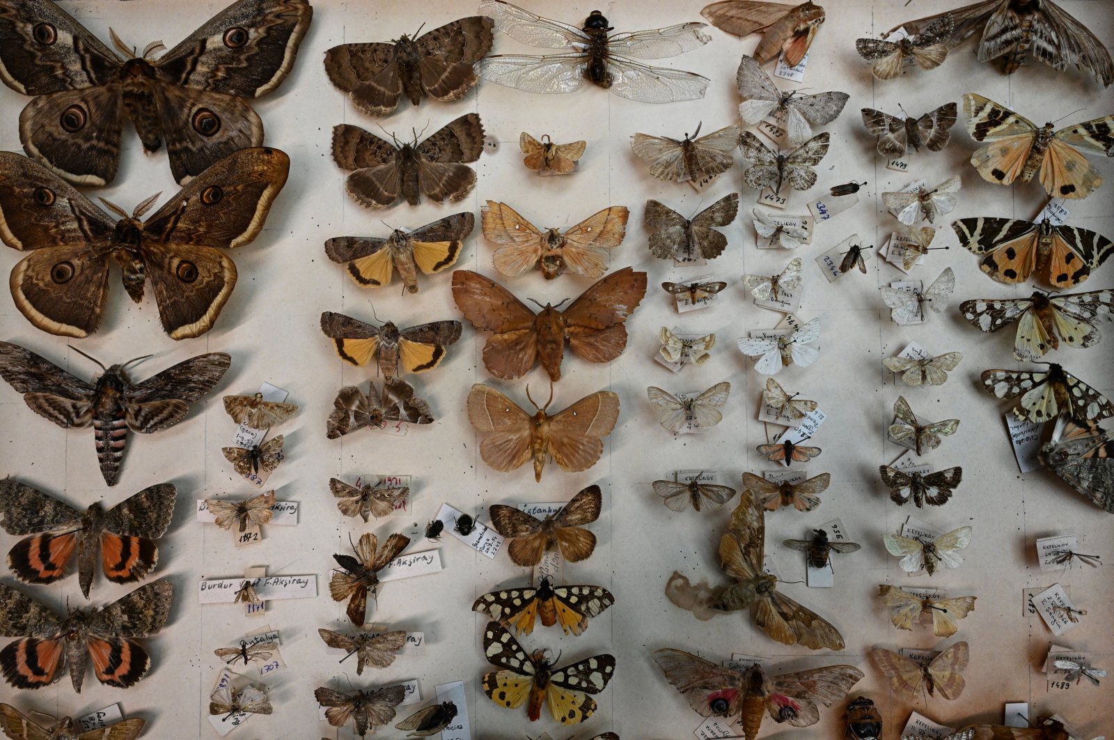 Butterfly specimens from Istanbul University’s zoology collection, showcasing 100 years of species in Istanbul, Türkiye, Oct. 31, 2024. (AA Photo)