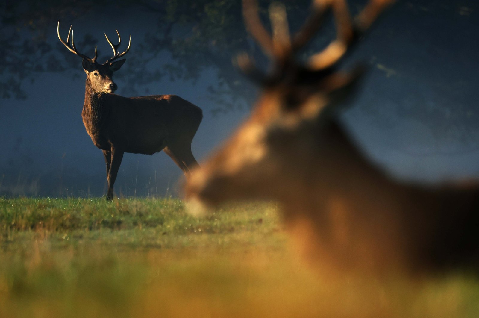 Stags in the morning mist in Richmond Park, London, U.K., Oct. 24, 2024. (EPA Photo)