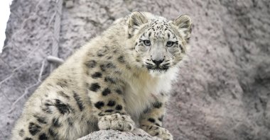 A 5-month-old snow leopard named Zoya explores her outdoor habitat at the Toronto Zoo, Toronto, Canada, Oct. 25, 2024. (AP Photo)