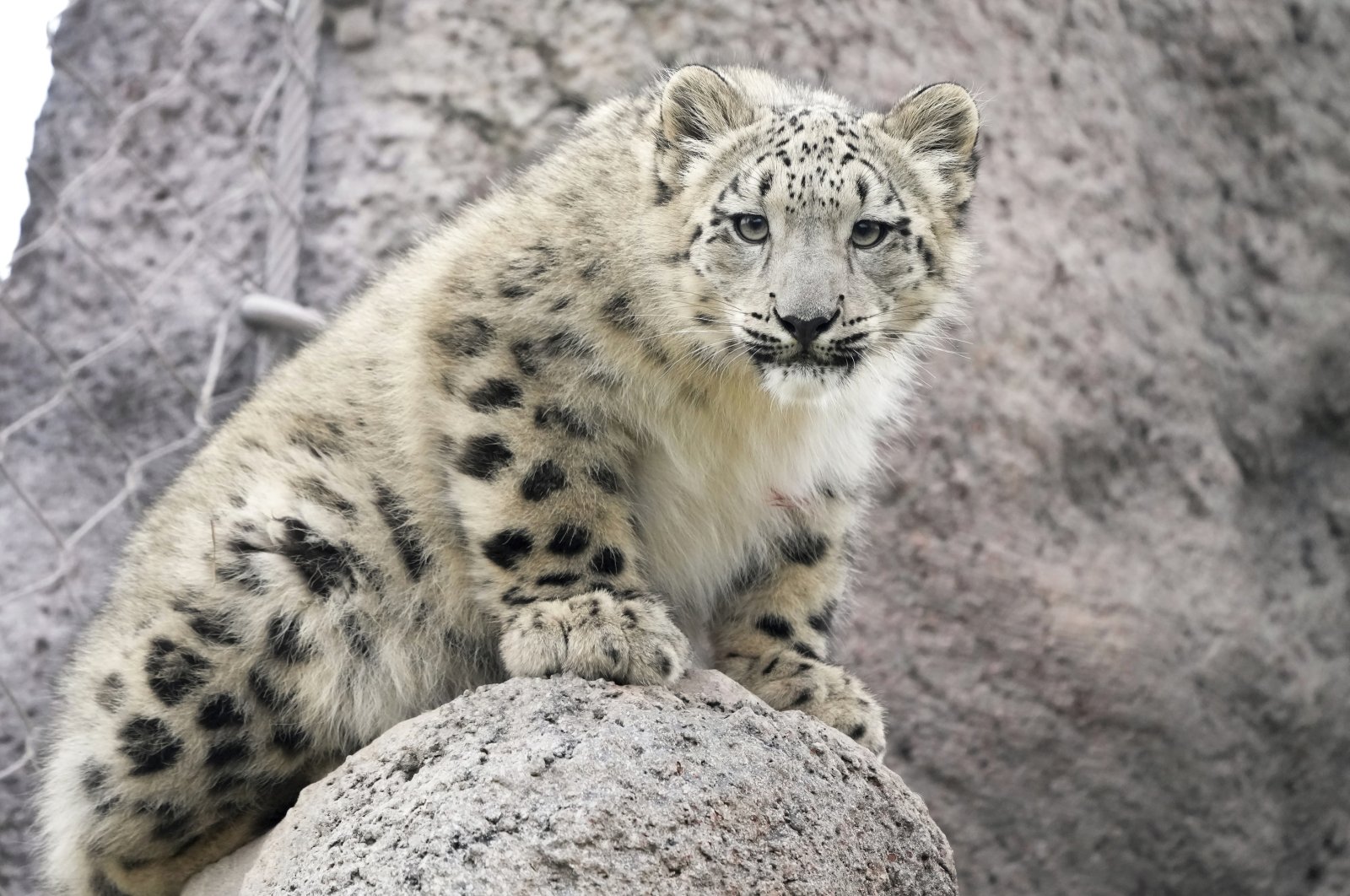 A 5-month-old snow leopard named Zoya explores her outdoor habitat at the Toronto Zoo, Toronto, Canada, Oct. 25, 2024. (AP Photo)