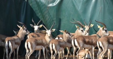 Endangered gazelles are released into the wild in the foothills of Mount Cudi, Şırnak, Türkiye, Nov. 14, 2024. (AA Photo)