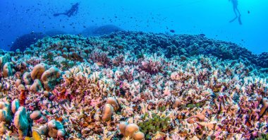 This handout photo taken by National Geographic Pristine Seas shows divers swimming over the world&#039;s largest coral located near the Pacific&#039;s Solomon Islands, Oct. 24, 2024. (AFP Photo)