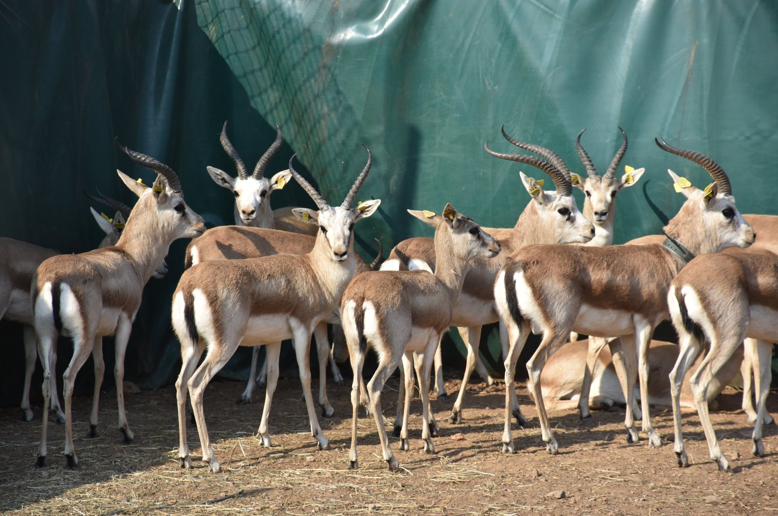 Endangered gazelles are released into the wild in the foothills of Mount Cudi, Şırnak, Türkiye, Nov. 14, 2024. (AA Photo)