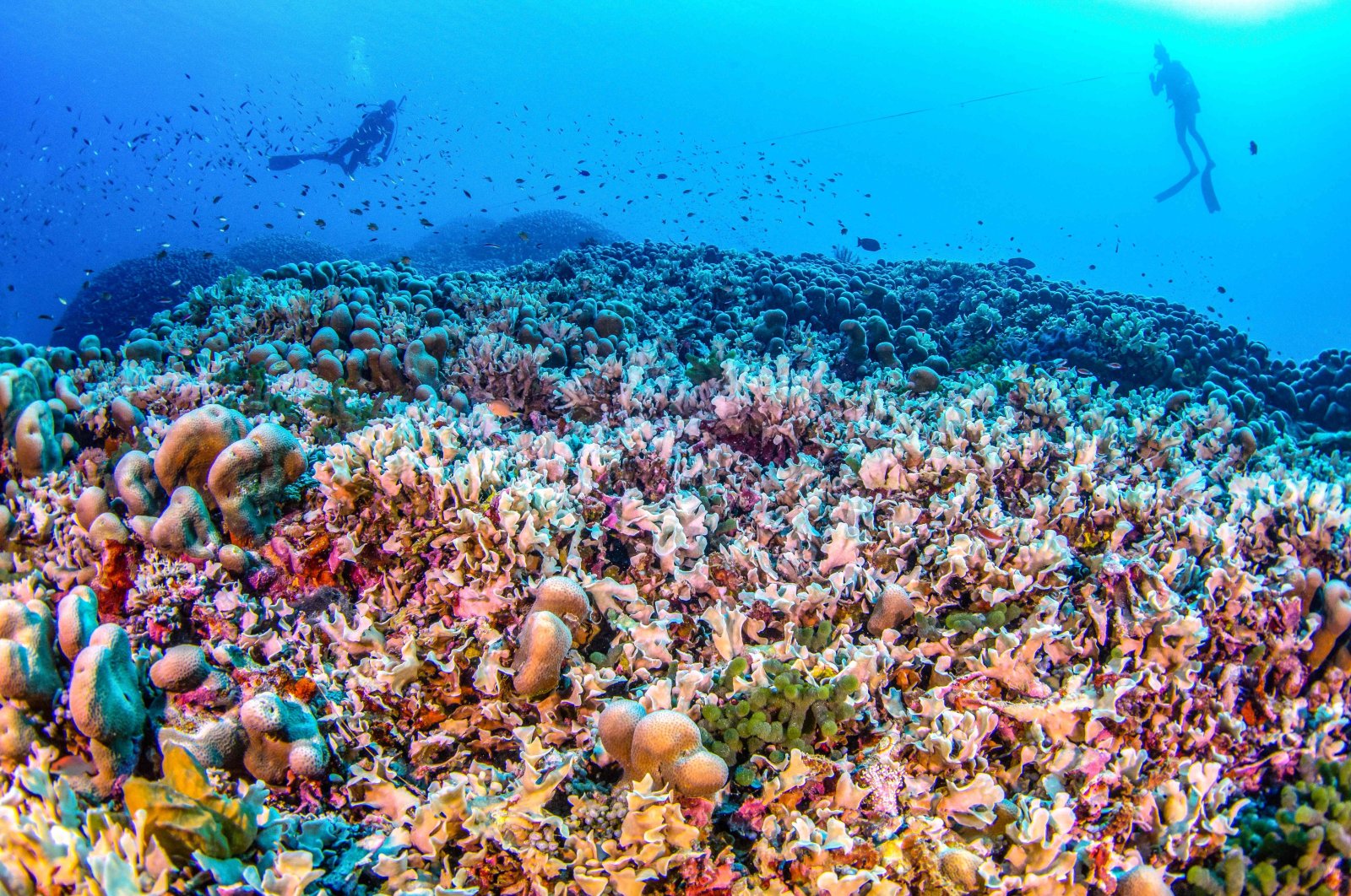 This handout photo taken by National Geographic Pristine Seas shows divers swimming over the world&#039;s largest coral located near the Pacific&#039;s Solomon Islands, Oct. 24, 2024. (AFP Photo)