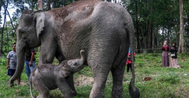 A female Sumatran elephant calf, less than a day old and weighing 104 kilograms, playing near her mother, at the Buluh Cina Nature Tourism Park in Kampar Regency, Riau Province, Indonesia, Nov. 4, 2024. (AFP Photo)