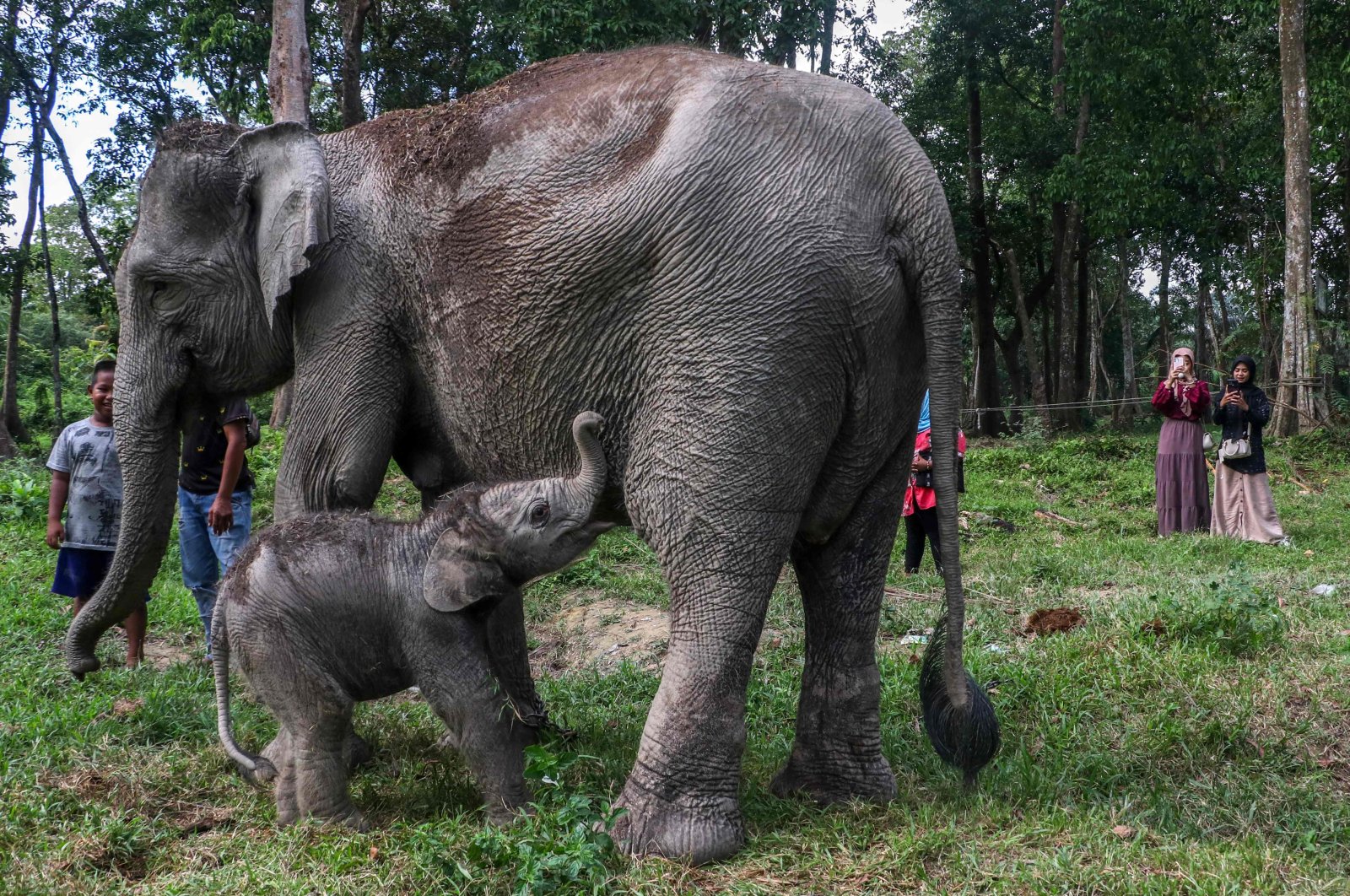 A female Sumatran elephant calf, less than a day old and weighing 104 kilograms, playing near her mother, at the Buluh Cina Nature Tourism Park in Kampar Regency, Riau Province, Indonesia, Nov. 4, 2024. (AFP Photo)