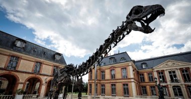 An Apatosaurus dinosaur skeleton named &quot;Vulcain&quot;, displayed at the Dampierre castle prior to an auction in Dampierre-en-Yvelines, south of Paris, France, July 10, 2024. (AFP Photo)