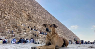A stray dog sits in front of the Great Pyramid of Khoufou (Cheops or Keops), at the Giza Plateau, on the outskirts of Cairo, Egypt, Nov. 14, 2024. (AFP Photo)