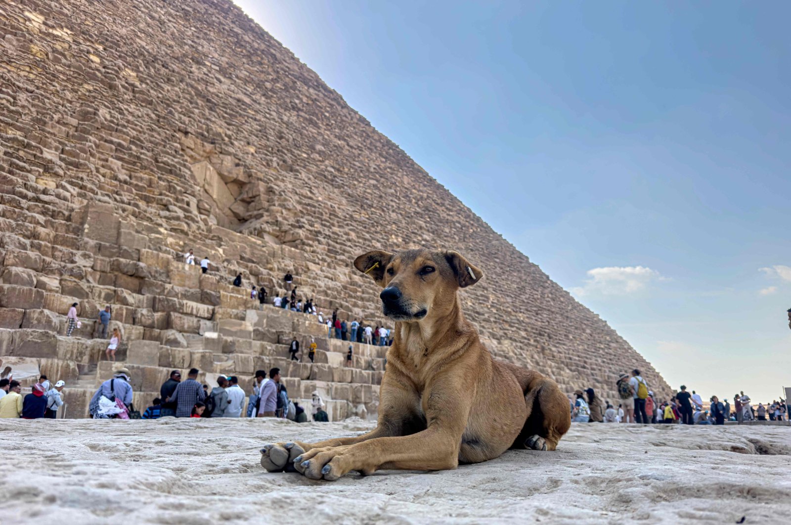 A stray dog sits in front of the Great Pyramid of Khoufou (Cheops or Keops), at the Giza Plateau, on the outskirts of Cairo, Egypt, Nov. 14, 2024. (AFP Photo)