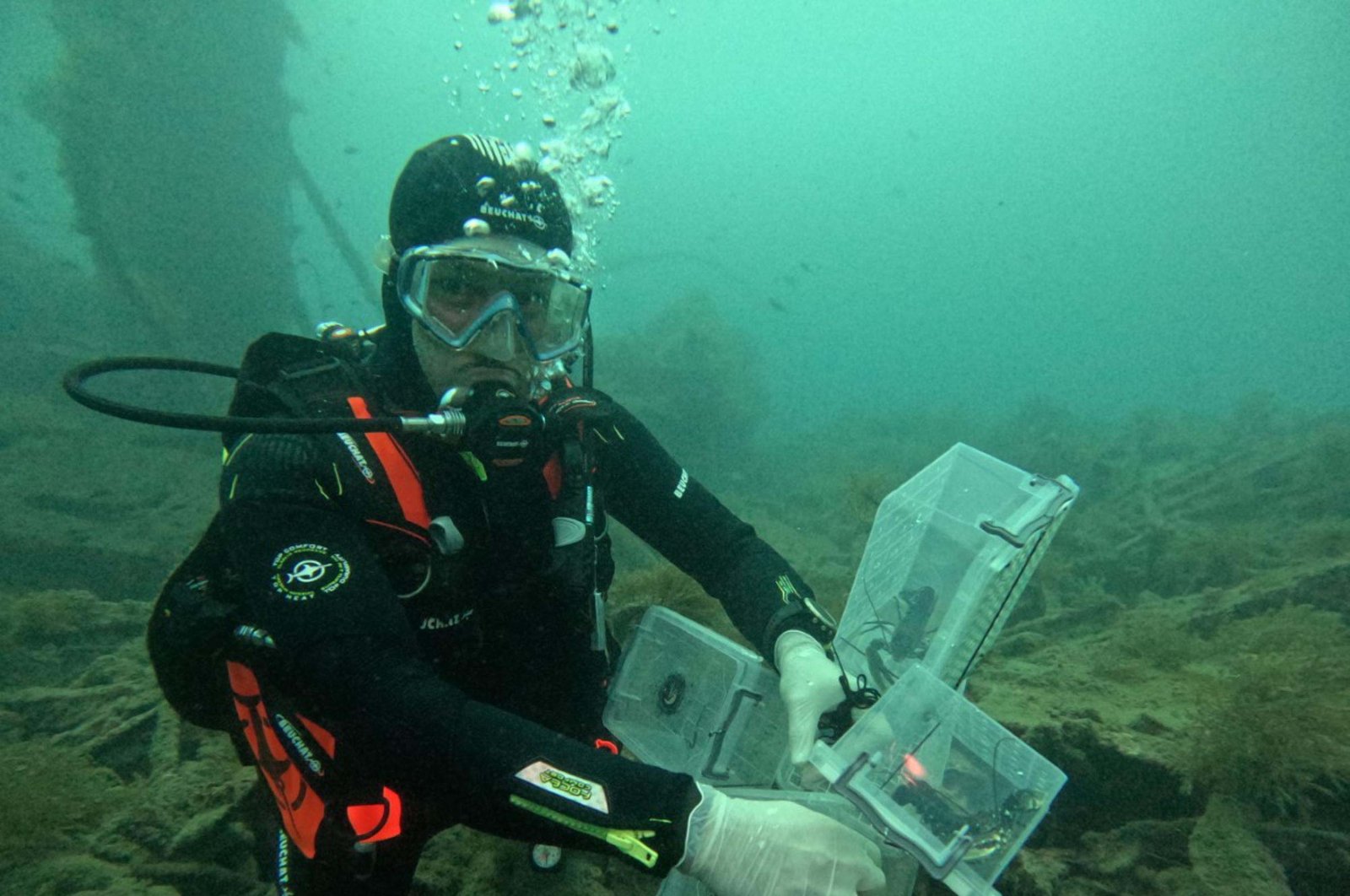 Lobsters released into the wreck of the HMS Majestic off the coast of Eceabat, Çanakkale, Türkiye, Nov. 18, 2024. (DHA Photo)