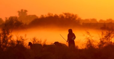 A shepherd returns home with his sheep at sunset near the city of al-Qasim, Babylon governorate, Iraq, Nov. 15, 2024. (AFP Photo)