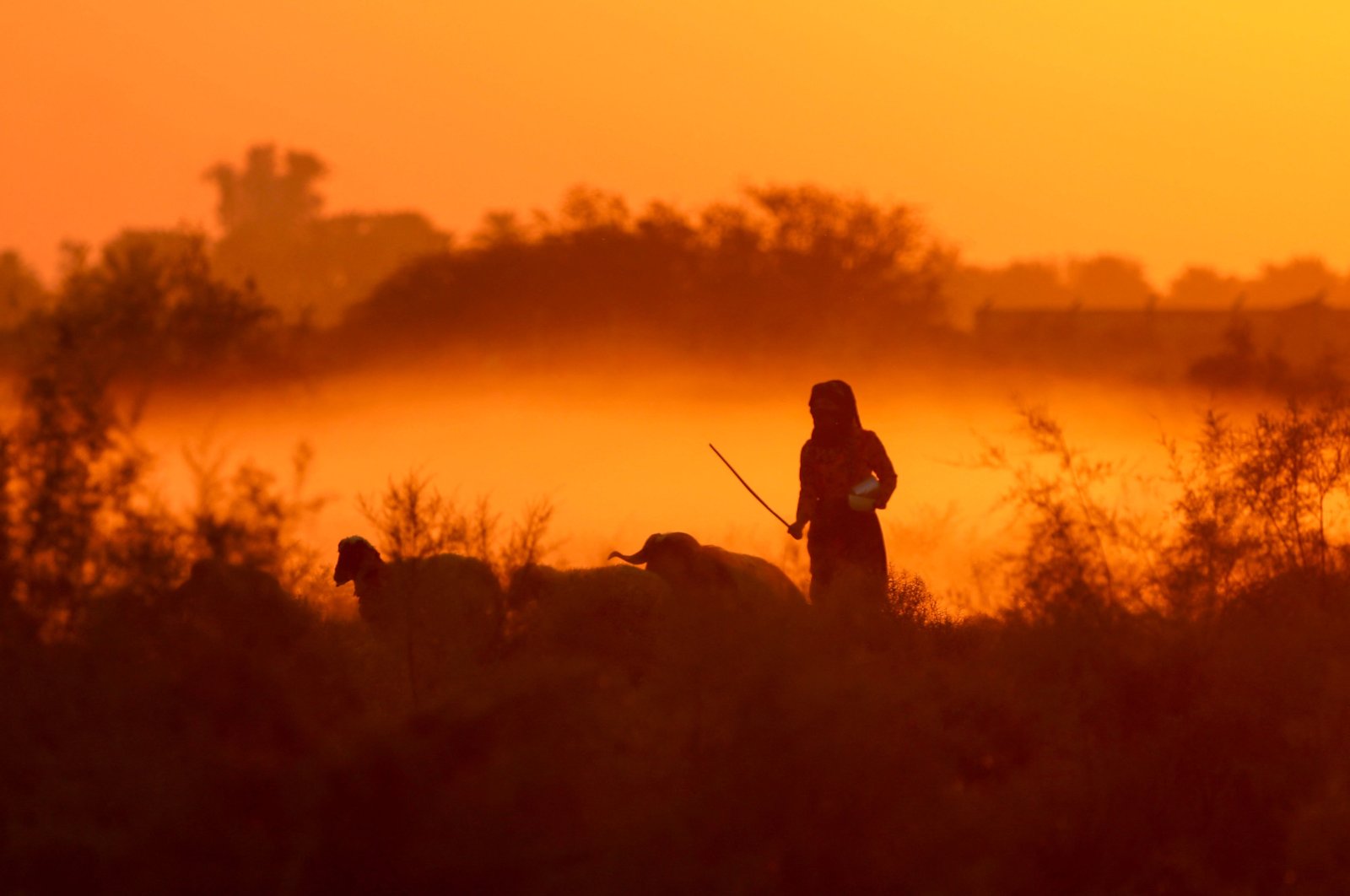 A shepherd returns home with his sheep at sunset near the city of al-Qasim, Babylon governorate, Iraq, Nov. 15, 2024. (AFP Photo)